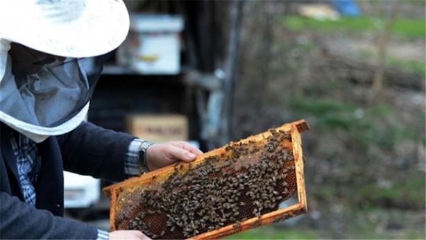 Foto - Dünya bu arıların peşinde!
