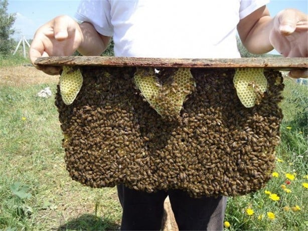 Foto - Dünya bu arıların peşinde!