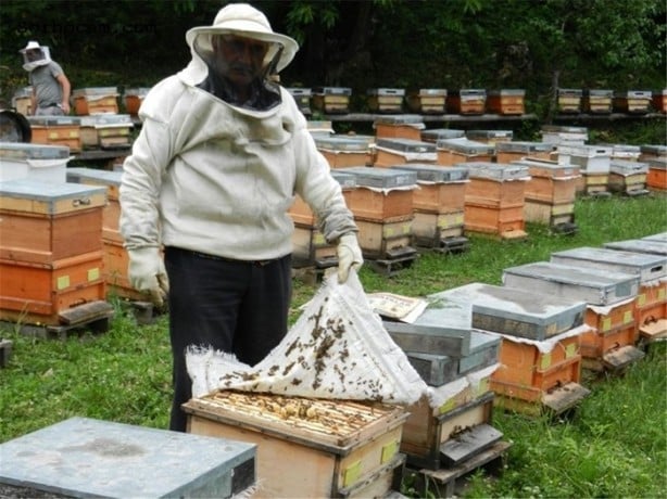 Foto - Dünya bu arıların peşinde!