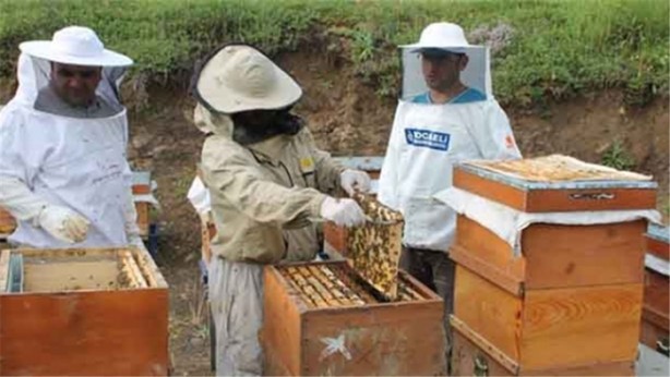 Foto - Dünya bu arıların peşinde!