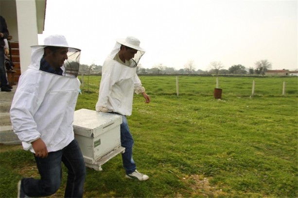 Foto - Dünya bu arıların peşinde!