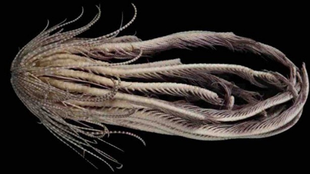 Foto - Dünya bu canlıyı konuşuyor! Kimsenin görmediği yerlerde yaşıyor, çok sayıda kolu var