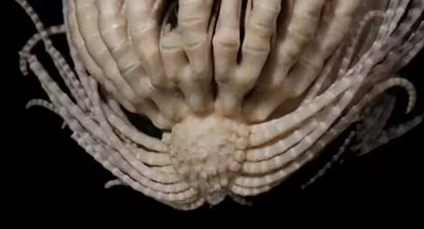 Dünya bu canlıyı konuşuyor! Kimsenin görmediği yerlerde yaşıyor, çok sayıda kolu var