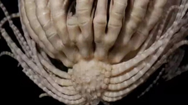 Foto - Dünya bu canlıyı konuşuyor! Kimsenin görmediği yerlerde yaşıyor, çok sayıda kolu var