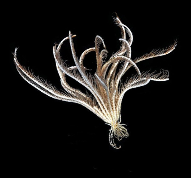 Foto - Dünya bu canlıyı konuşuyor! Kimsenin görmediği yerlerde yaşıyor, çok sayıda kolu var