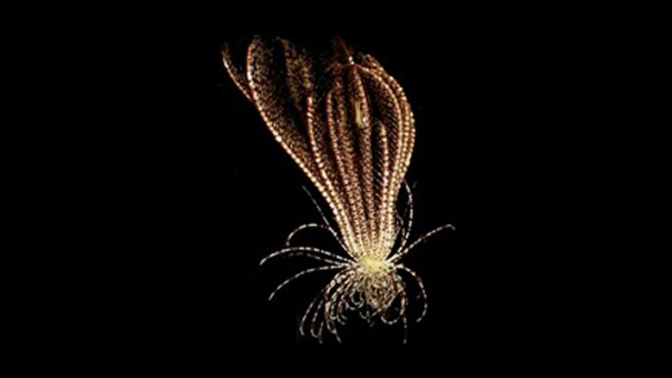 Foto - Dünya bu canlıyı konuşuyor! Kimsenin görmediği yerlerde yaşıyor, çok sayıda kolu var