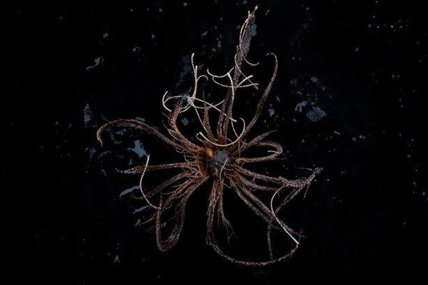 Foto - Dünya bu canlıyı konuşuyor! Kimsenin görmediği yerlerde yaşıyor, çok sayıda kolu var