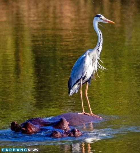 Foto - Dünya bu fotoğrafları konuşuyor