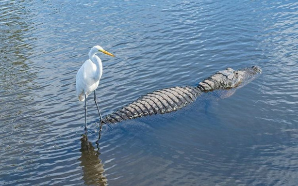 Foto - Dünya bu fotoğrafları konuşuyor