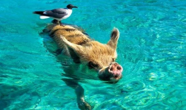 Foto - Dünya bu fotoğrafları konuşuyor