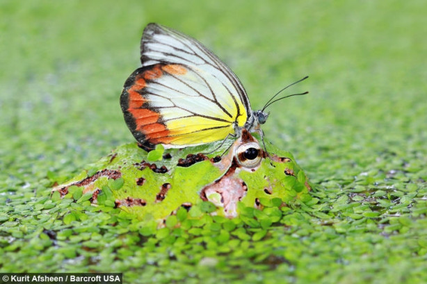 Foto - Dünya bu fotoğrafları konuşuyor
