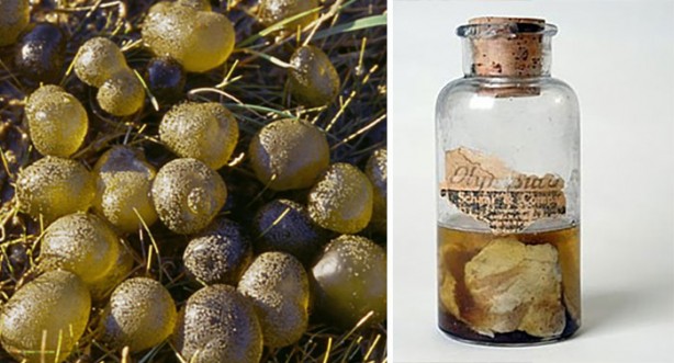 Foto - Dünya bu sorunun cevabını arıyor! Bir türlü bulunamadı