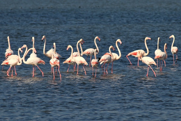 Foto - Dünya Göçmen Kuşlar Günü böyle kutlandı