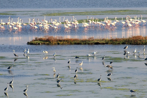 Foto - Dünya Göçmen Kuşlar Günü böyle kutlandı
