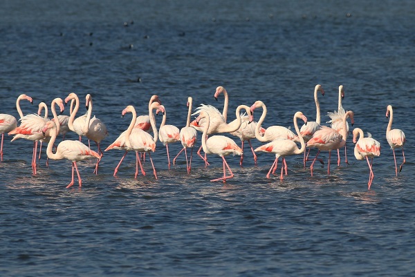 Dünya Göçmen Kuşlar Günü böyle kutlandı