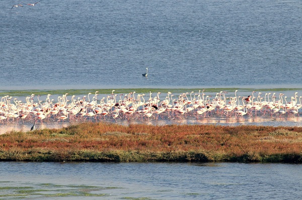 Foto - Dünya Göçmen Kuşlar Günü böyle kutlandı