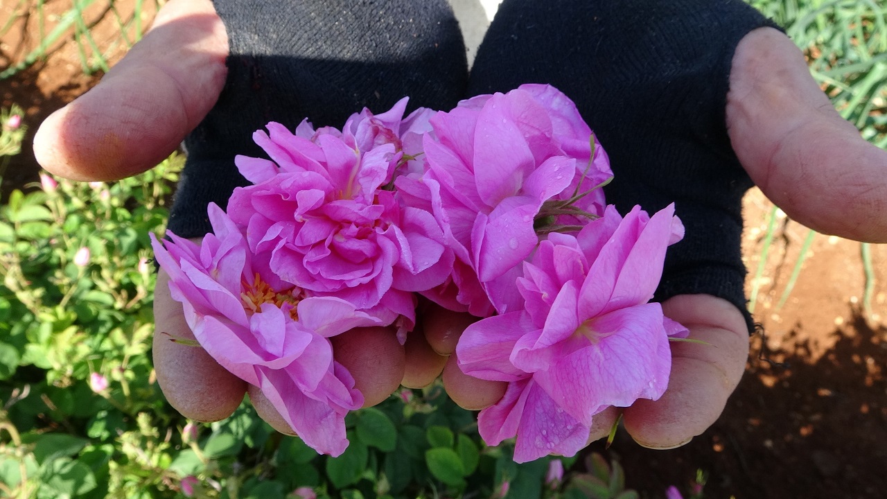 Dünya gül yağı üretiminin kalbi! Tam 50 milyon euro ihracat geliri