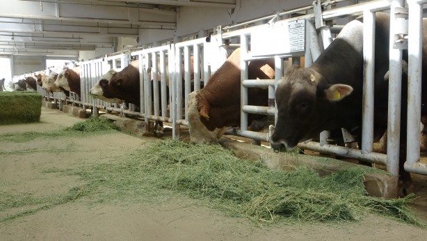 Foto - Dünya hayvancılığı için çok ama çok önemli! Tüm gözler bir anda Türkiye'ye çevrildi, kapımızı çalmaları an meselesi