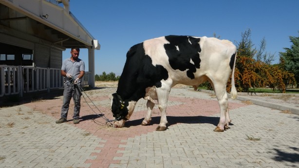 Foto - Dünya hayvancılığı için çok ama çok önemli! Tüm gözler bir anda Türkiye'ye çevrildi, kapımızı çalmaları an meselesi