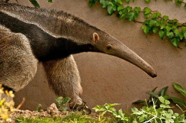 Foto - Dünya için felaket, bir canlının dışkısından geldi! Araştırmacılar incelemede o korkunç detayı keşfetti