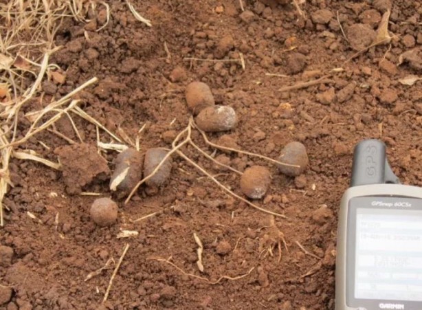 Foto - Dünya için felaket, bir canlının dışkısından geldi! Araştırmacılar incelemede o korkunç detayı keşfetti