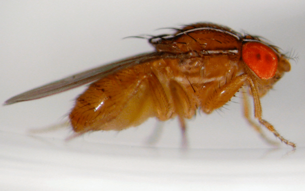 Foto - Dünya için resmen kıyamet alametiydi! Tüm dünyayı dehşete düşürmüştü! Yeni bir gelişme var