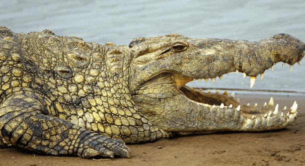 Foto - Dünya için resmen kıyamet alametiydi! Tüm dünyayı dehşete düşürmüştü! Yeni bir gelişme var
