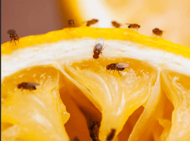 Foto - Dünya için resmen kıyamet alametiydi! Tüm dünyayı dehşete düşürmüştü! Yeni bir gelişme var