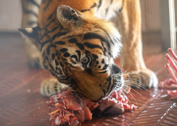 Foto - Dünya Kaplan Günü için öyle bir şey yapıldı ki! 