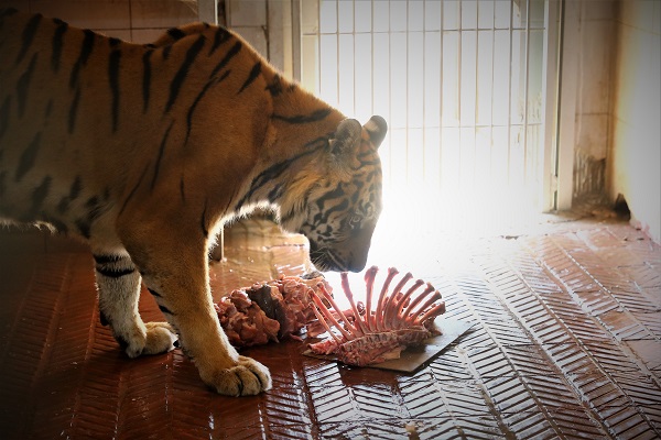 Foto - Dünya Kaplan Günü için öyle bir şey yapıldı ki! 