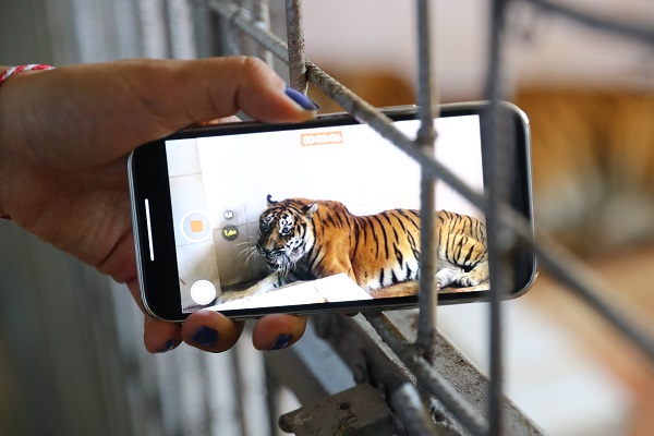 Foto - Dünya Kaplan Günü için öyle bir şey yapıldı ki! 