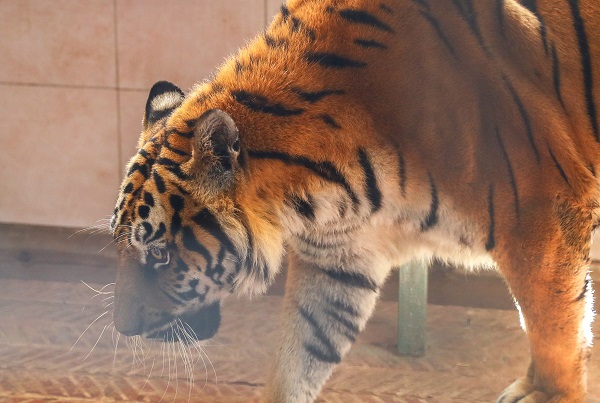 Foto - Dünya Kaplan Günü için öyle bir şey yapıldı ki! 