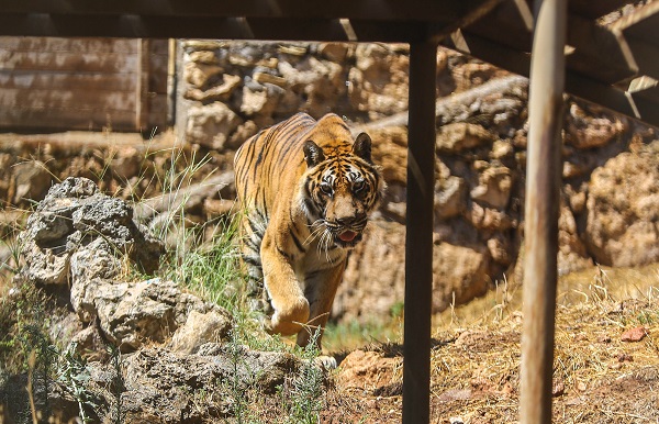 Foto - Dünya Kaplan Günü için öyle bir şey yapıldı ki! 