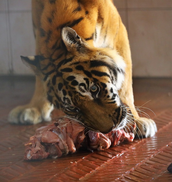 Foto - Dünya Kaplan Günü için öyle bir şey yapıldı ki! 