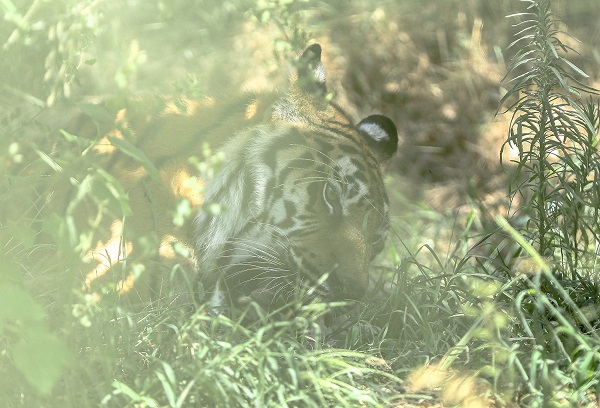 Foto - Dünya Kaplan Günü için öyle bir şey yapıldı ki! 