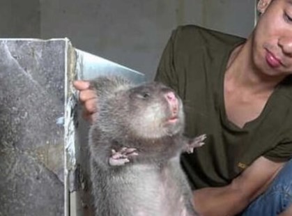 Foto - Dünya koronavirüsle mücadele ederken onlar uslanmak bilmiyor! Yasaklanmasına rağmen canlı yayında yediler