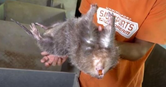 Foto - Dünya koronavirüsle mücadele ederken onlar uslanmak bilmiyor! Yasaklanmasına rağmen canlı yayında yediler