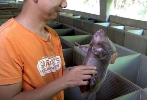 Foto - Dünya koronavirüsle mücadele ederken onlar uslanmak bilmiyor! Yasaklanmasına rağmen canlı yayında yediler