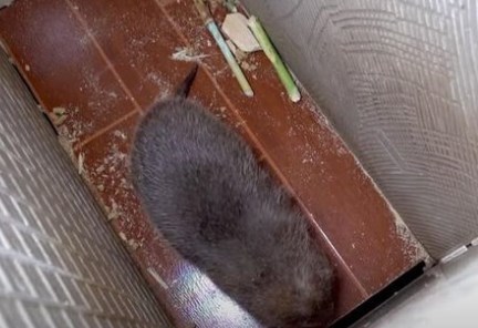 Foto - Dünya koronavirüsle mücadele ederken onlar uslanmak bilmiyor! Yasaklanmasına rağmen canlı yayında yediler