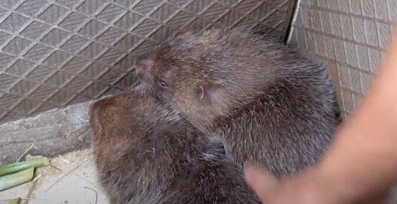 Foto - Dünya koronavirüsle mücadele ederken onlar uslanmak bilmiyor! Yasaklanmasına rağmen canlı yayında yediler