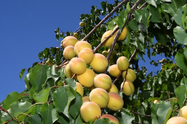 Foto - Dünya kuru kayısı üretiminin yüzde 85'ini karşılıyoruz ama! Malatya'da üreticiler işçi bulamıyor