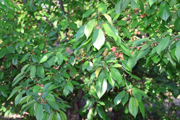 Foto - Dünya lideriyiz! Türkiye kirazda hedef büyüttü