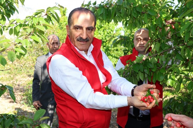 Foto - Dünya lideriyiz! Türkiye kirazda hedef büyüttü