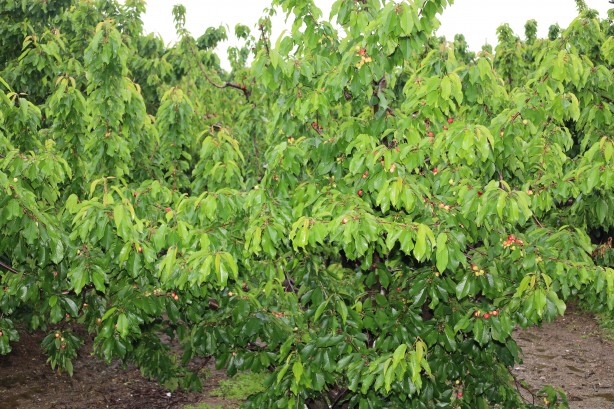 Foto - Dünya lideriyiz! Türkiye kirazda hedef büyüttü