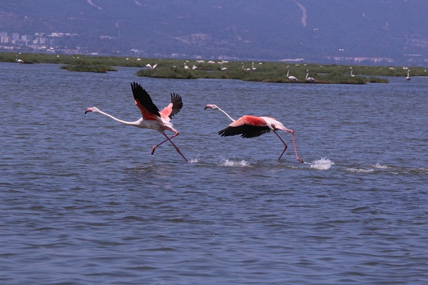 Foto - Dünya nüfusunun yüzde 10'u burada! Türkülere konu olan kuşlardan görsel şölen
