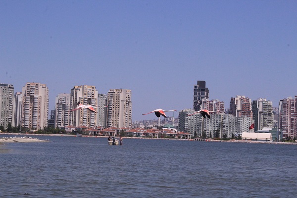 Foto - Dünya nüfusunun yüzde 10'u burada! Türkülere konu olan kuşlardan görsel şölen