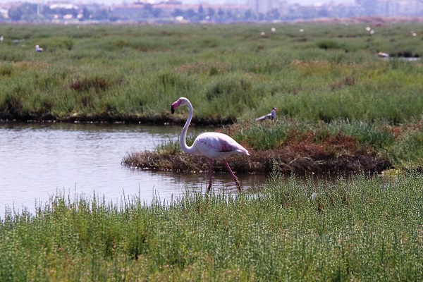 Foto - Dünya nüfusunun yüzde 10'u burada! Türkülere konu olan kuşlardan görsel şölen