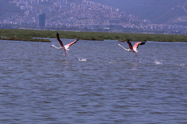 Foto - Dünya nüfusunun yüzde 10'u burada! Türkülere konu olan kuşlardan görsel şölen