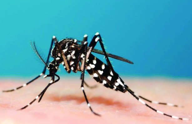 Foto - Dünya panikte! Büyük istila her an başlayabilir! Türkiye de dahil olacak