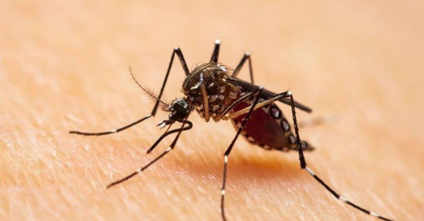 Foto - Dünya panikte! Büyük istila her an başlayabilir! Türkiye de dahil olacak